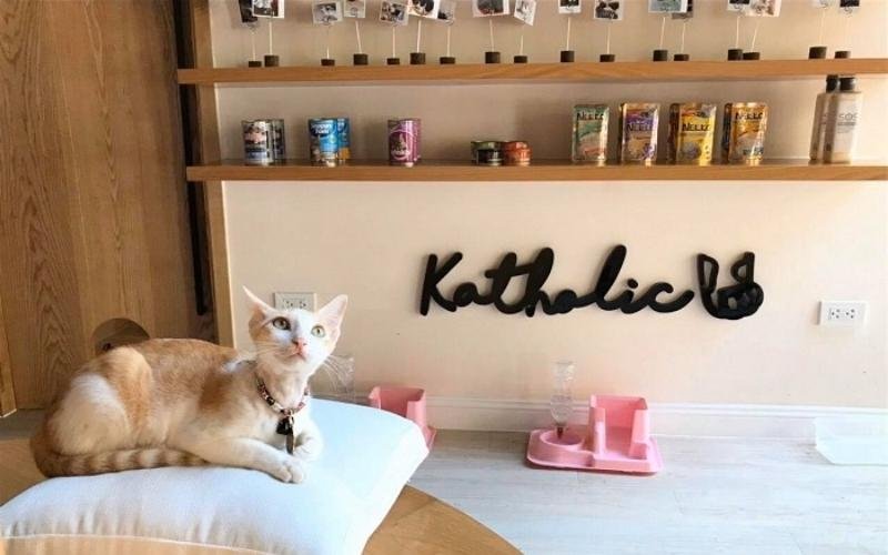Chú mèo nằm trên gối trắng trong quán cà phê mèo, phía sau là kệ trưng bày đồ ăn và chữ trang trí trên tường.