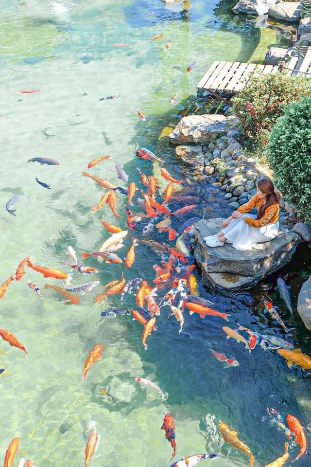 Người ngồi tr&ecirc;n đ&aacute; cạnh hồ c&aacute; Koi nhiều m&agrave;u sắc dưới &aacute;nh s&aacute;ng mặt trời.