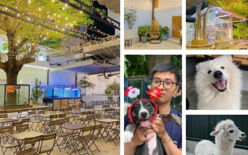 Quán cà phê ngoài trời với đèn trang trí, kèm ảnh chó, lạc đà Alpaca và người ôm chó đội nón.