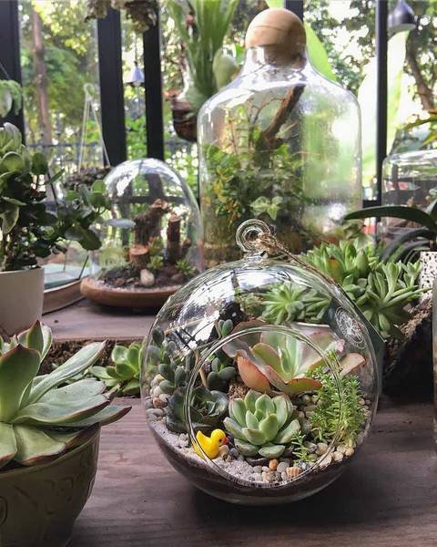 Chậu c&acirc;y xương rồng v&agrave; sen đ&aacute; trong b&igrave;nh thủy tinh, trang tr&iacute; tr&ecirc;n b&agrave;n gỗ với nền c&acirc;y xanh ph&iacute;a sau.