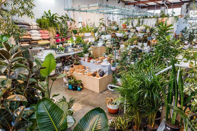Cửa h&agrave;ng c&acirc;y cảnh với nhiều loại c&acirc;y xanh v&agrave; chậu c&acirc;y được trưng b&agrave;y tr&ecirc;n kệ v&agrave; b&agrave;n, xung quanh l&agrave; đệm tựa.
