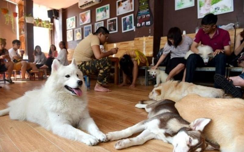 Quán cà phê với nhiều người ngồi trên ghế, chơi cùng các chú chó nằm trên sàn gỗ, tường có tranh treo.