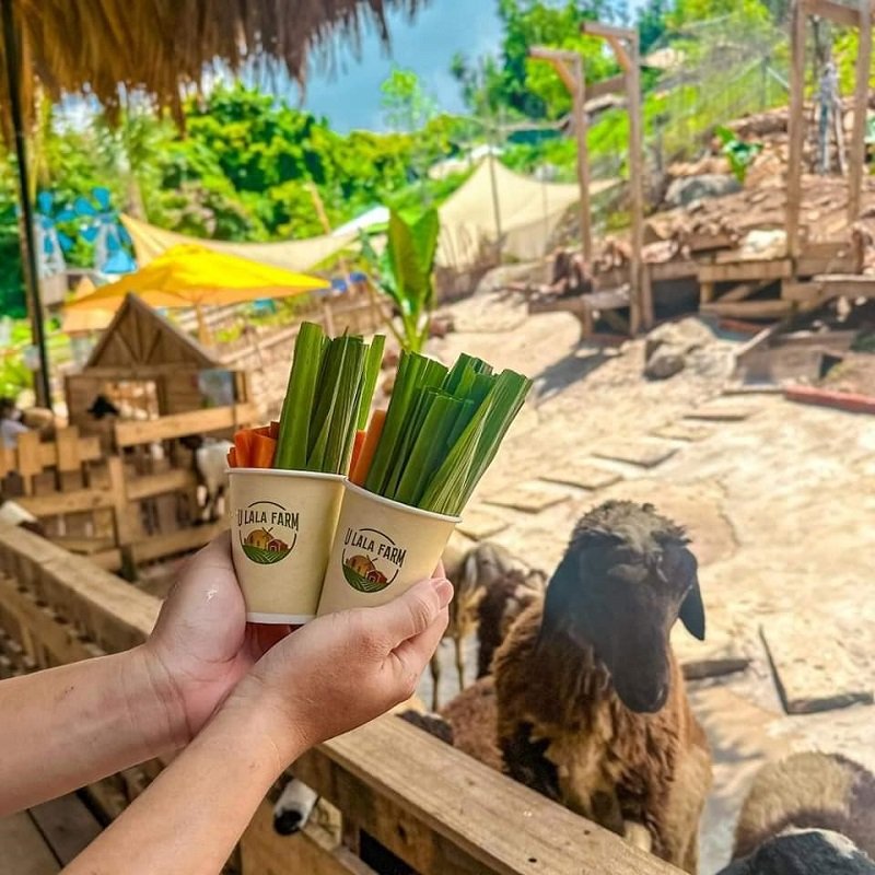 Hai cốc đựng rau củ được cầm trên tay, phía sau là cảnh nông trại với một con cừu đứng gần hàng rào.