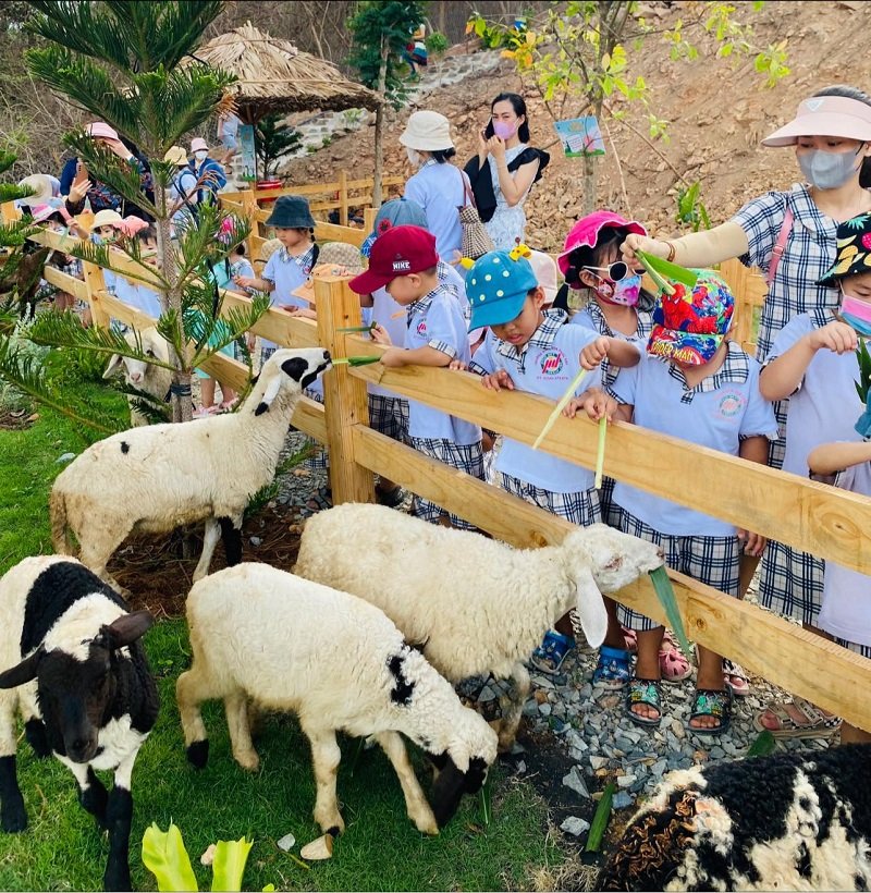 Nhóm trẻ em đang đứng bên hàng rào gỗ, cho cừu ăn cỏ trong khu vực có cây xanh và đồi núi phía sau.
